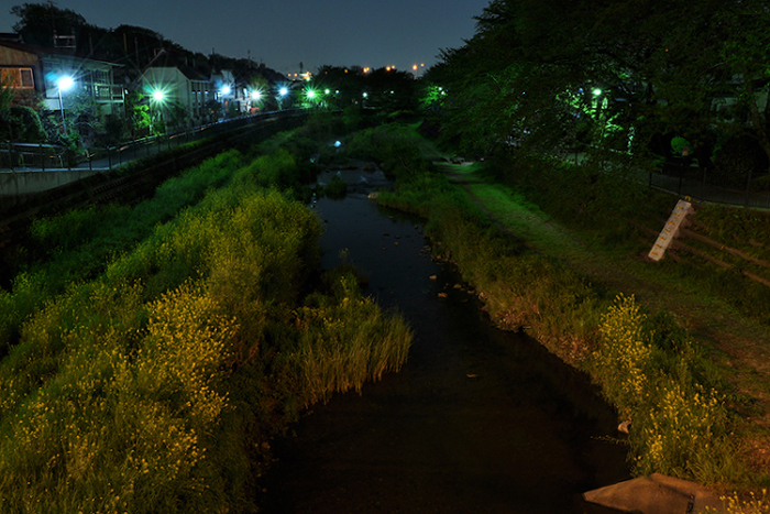 夜の野川