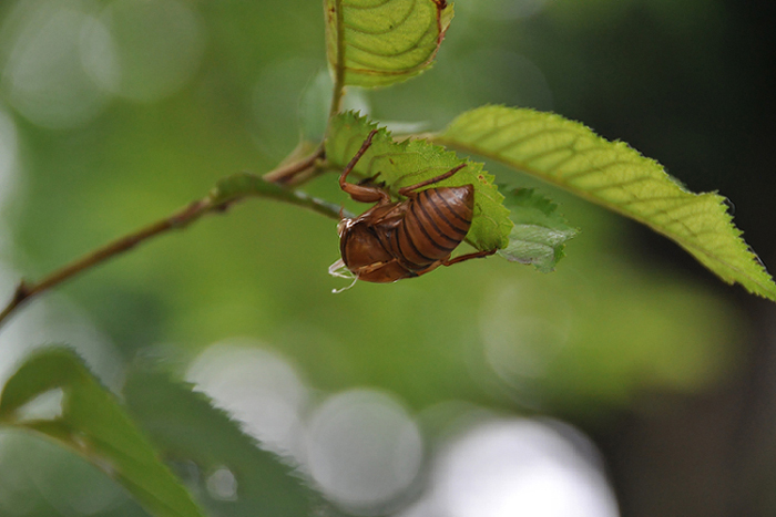 蝉の抜け殻