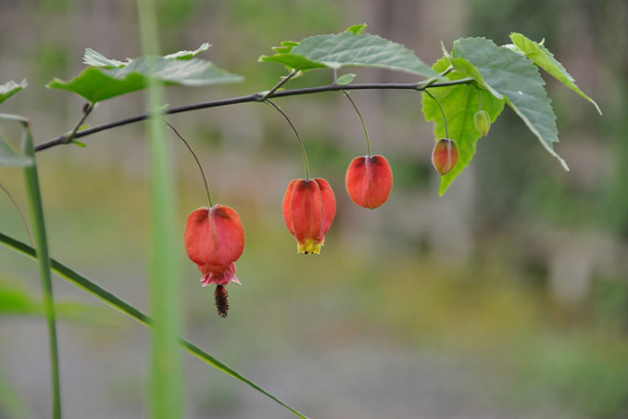 チロリアンランプ