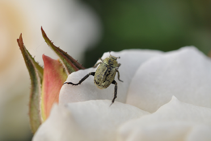 ハナムグリ？？