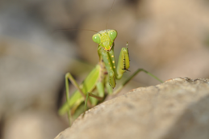 カマキリ