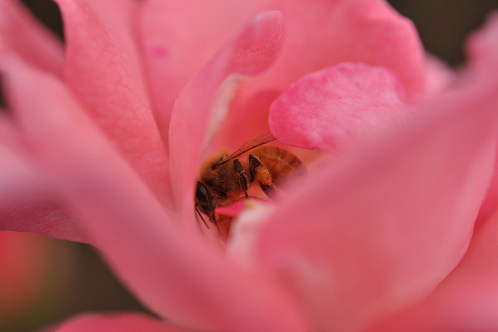 花の中