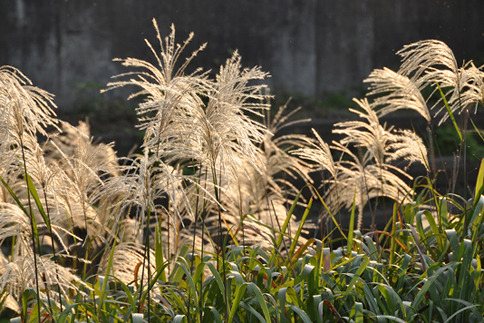 ススキ