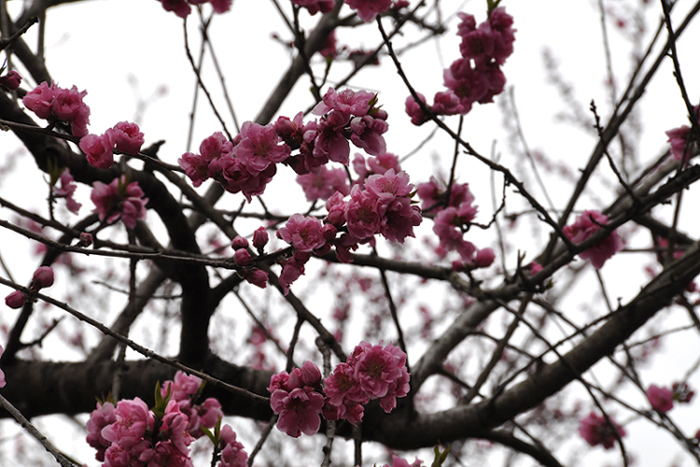 梅の花