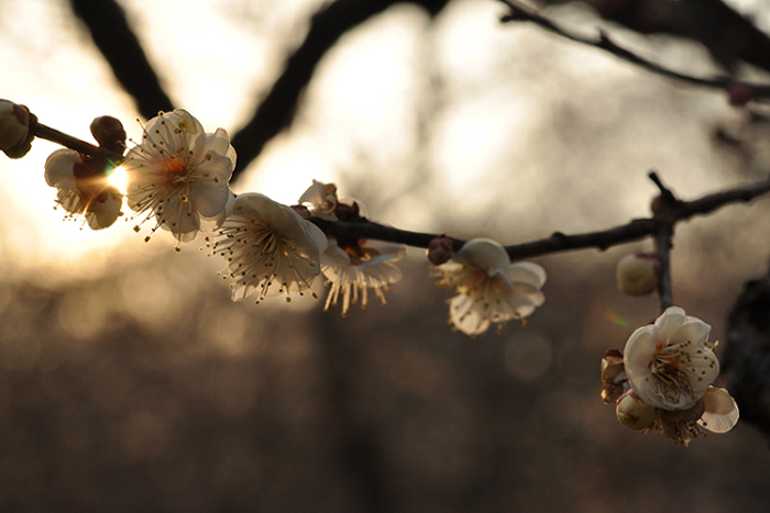 夕日と梅の花