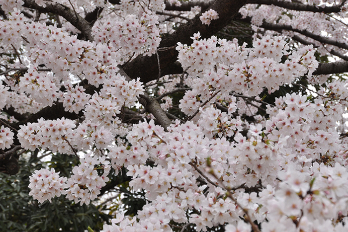 桜１