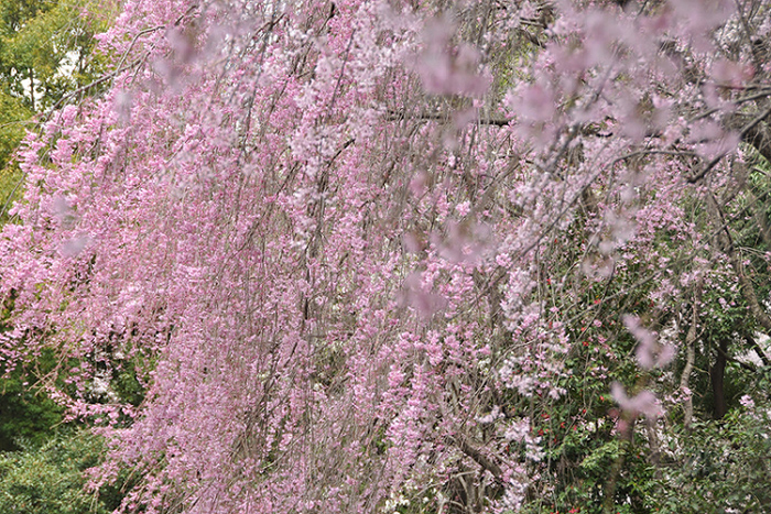 枝垂桜