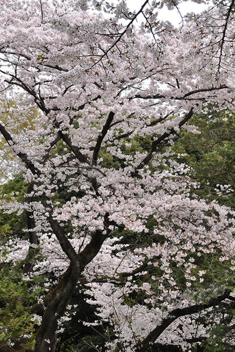桜２