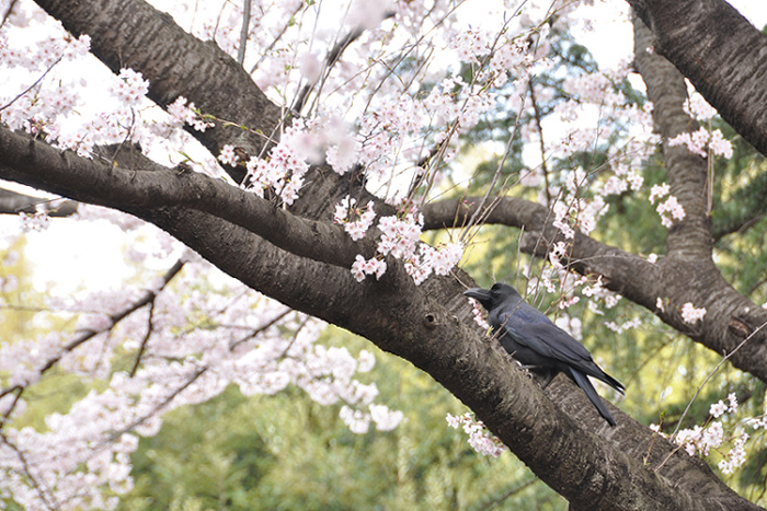 桜とカラス