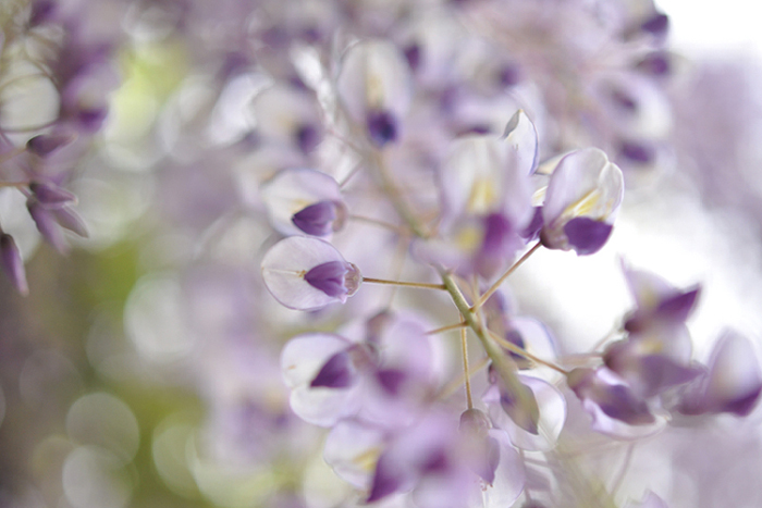 藤の花１