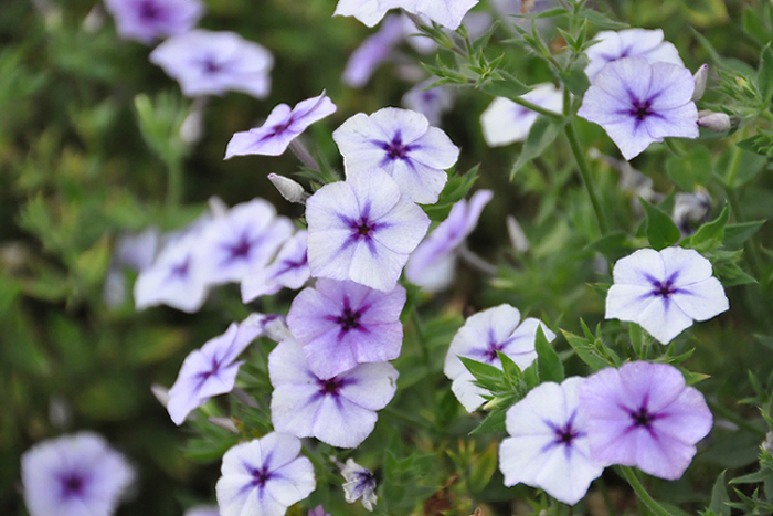 ブルーキャンディ