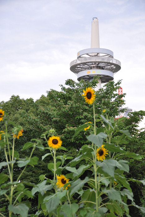 航空公園の夏