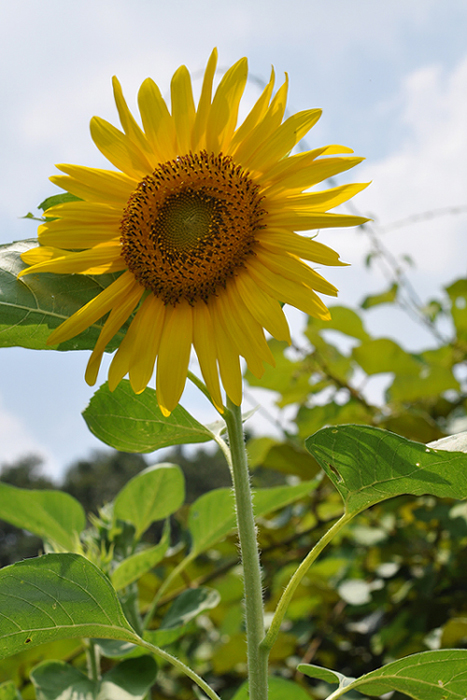 太陽の花