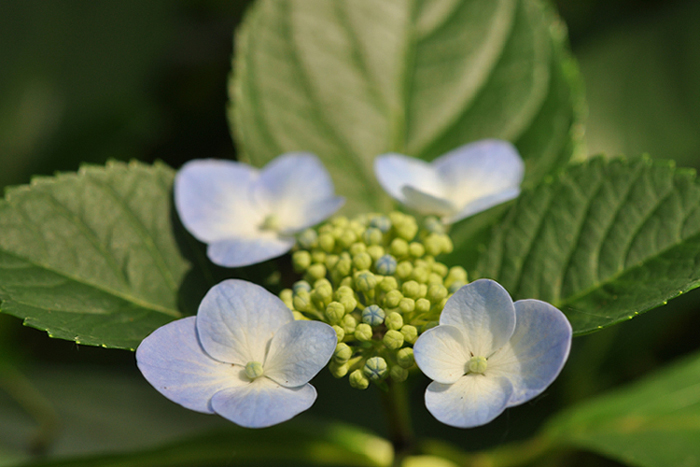 紫陽花３