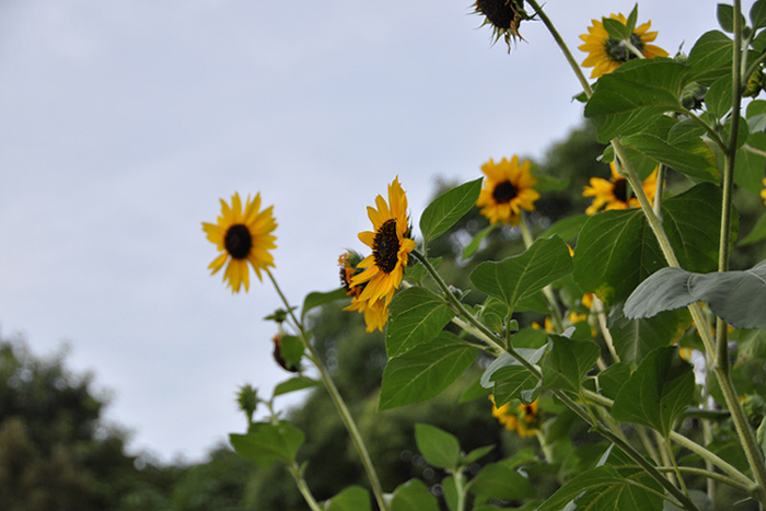 太陽の花２