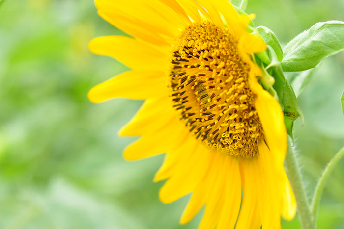 太陽の花３