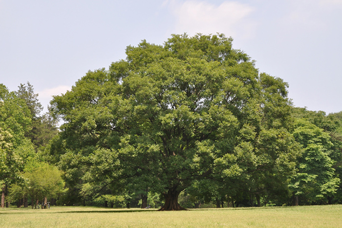大きな木