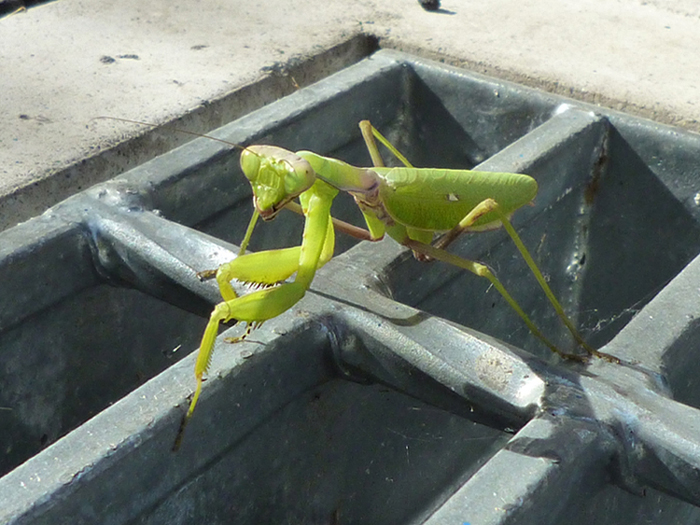 カマキリ２