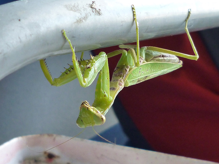 カマキリ３・その１