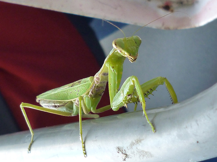 カマキリ３・その２