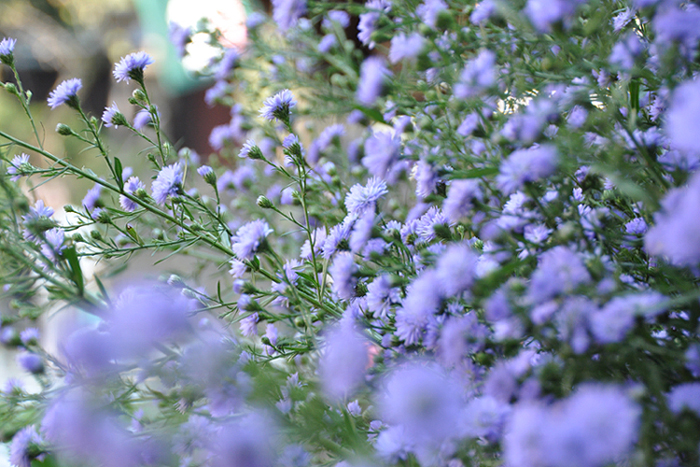 薄紫の花