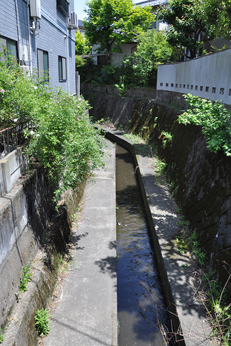 これも野川