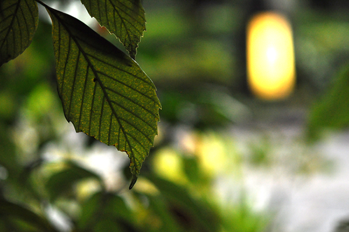 木の葉