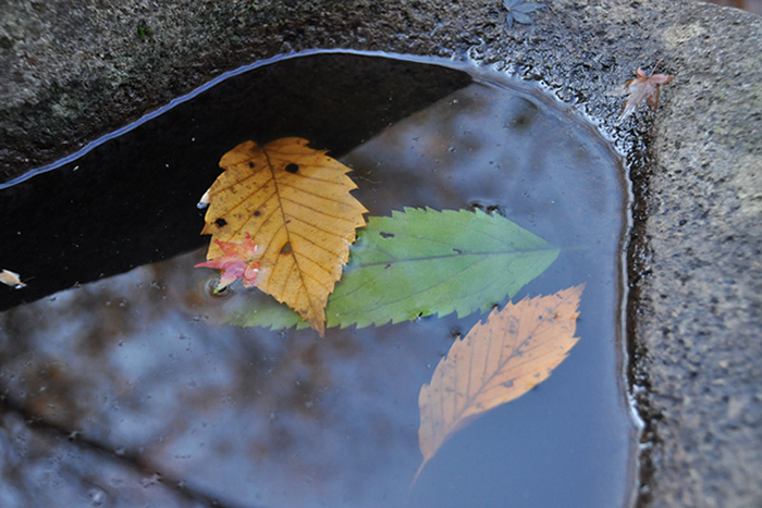 水の中の落ち葉