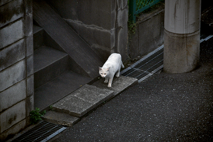 オッドアイ３