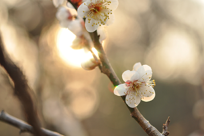 梅の花２