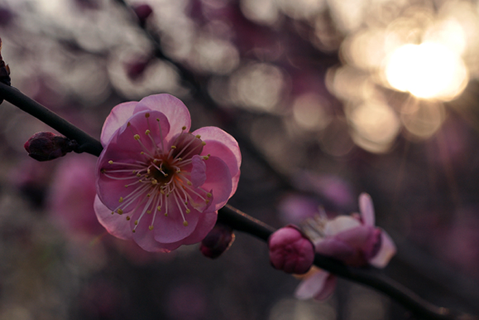 梅の花３