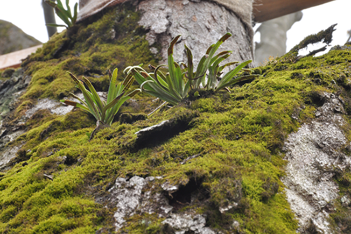 木に生える植物
