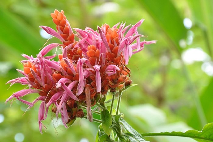 アフェランドラ・シンクレリアナ