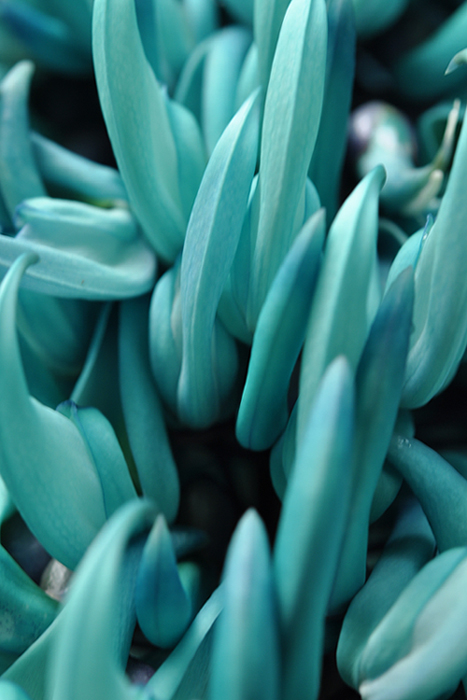 ヒスイカズラ１