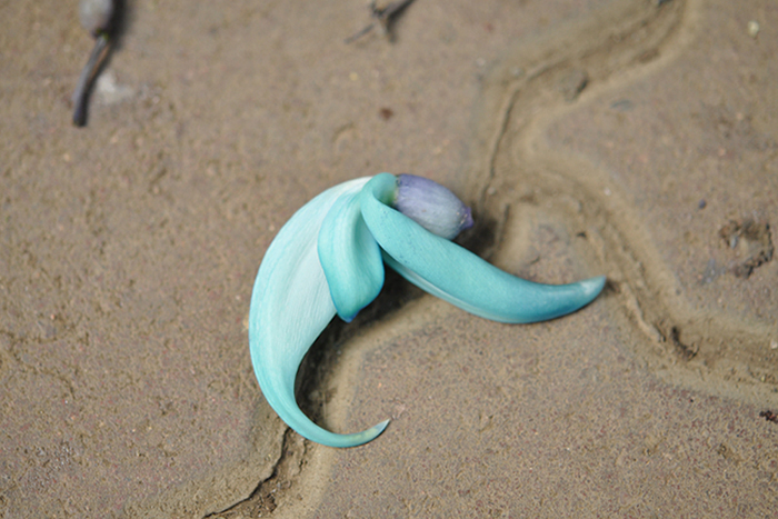 ヒスイカズラ３