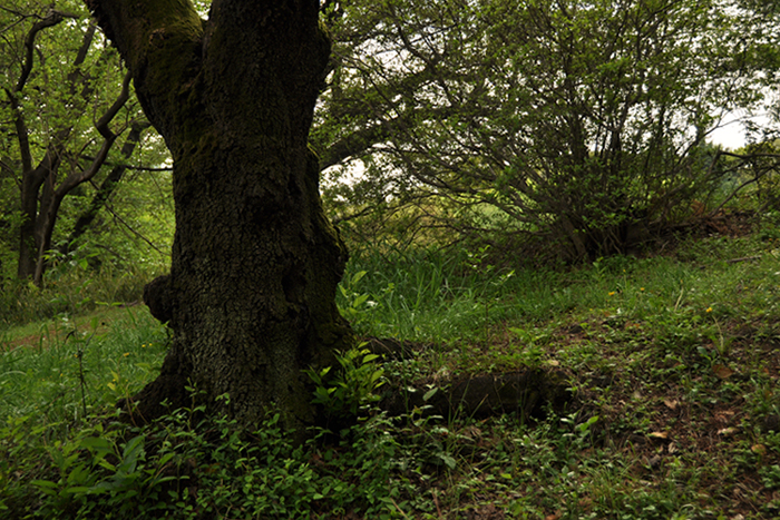 航空公園の森の中で・・・