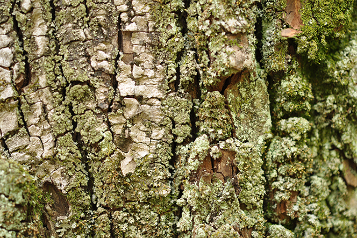 木の肌５