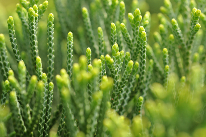 カイヅカイブキ