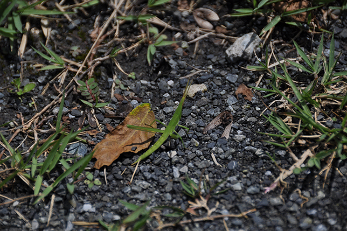 ショウリョウバッタ