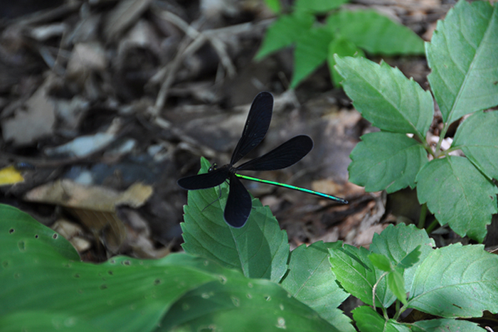 ハグロトンボ３