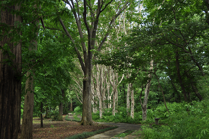 涼しさを求めて