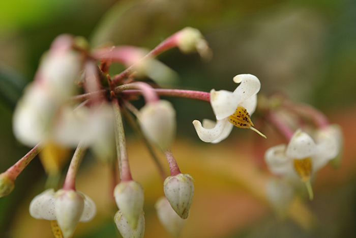 マンリョウの花