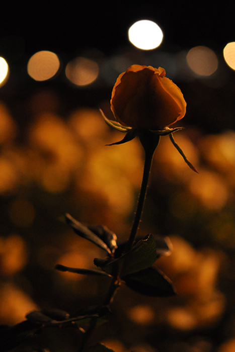 夜の薔薇３