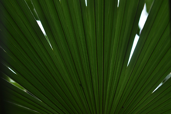 葉のカタチ１１