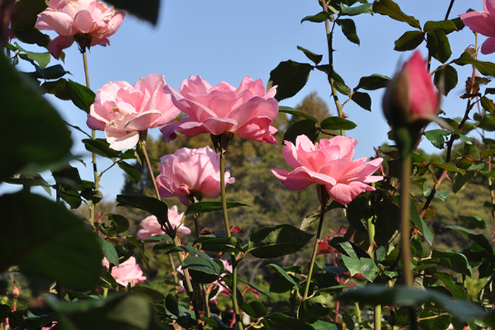 クイーン エリザベス３