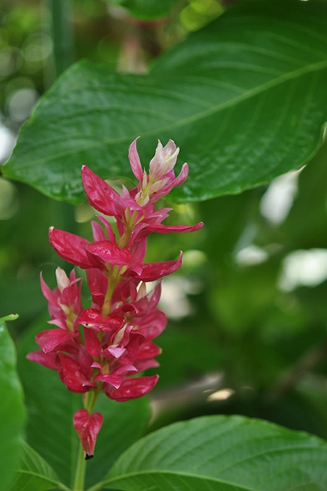 メガスケパスマ・エリスロクラミス