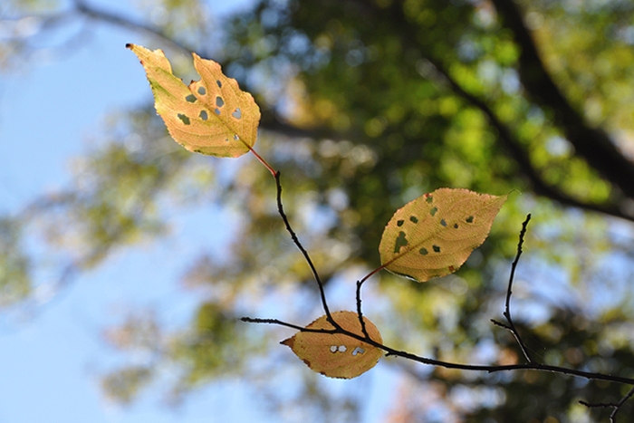 穴あきの葉