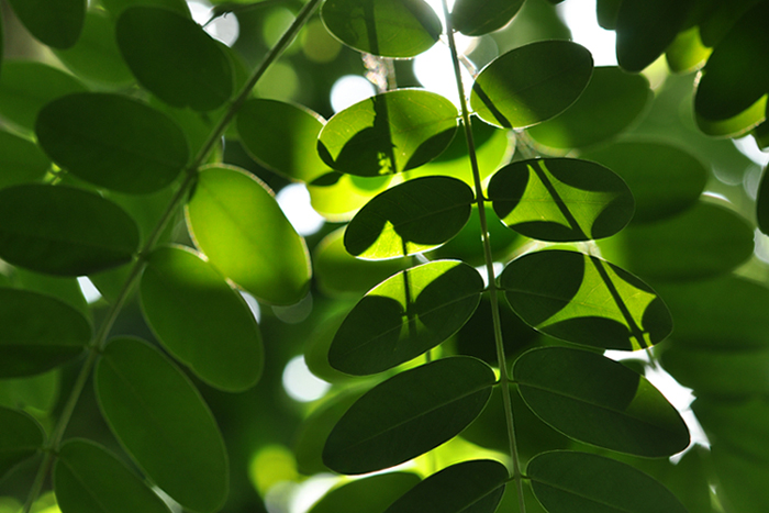 葉のカタチ１２