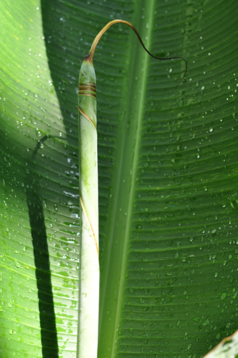 サンジャクバナナ