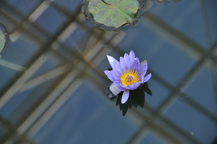 マーガレットランディグ